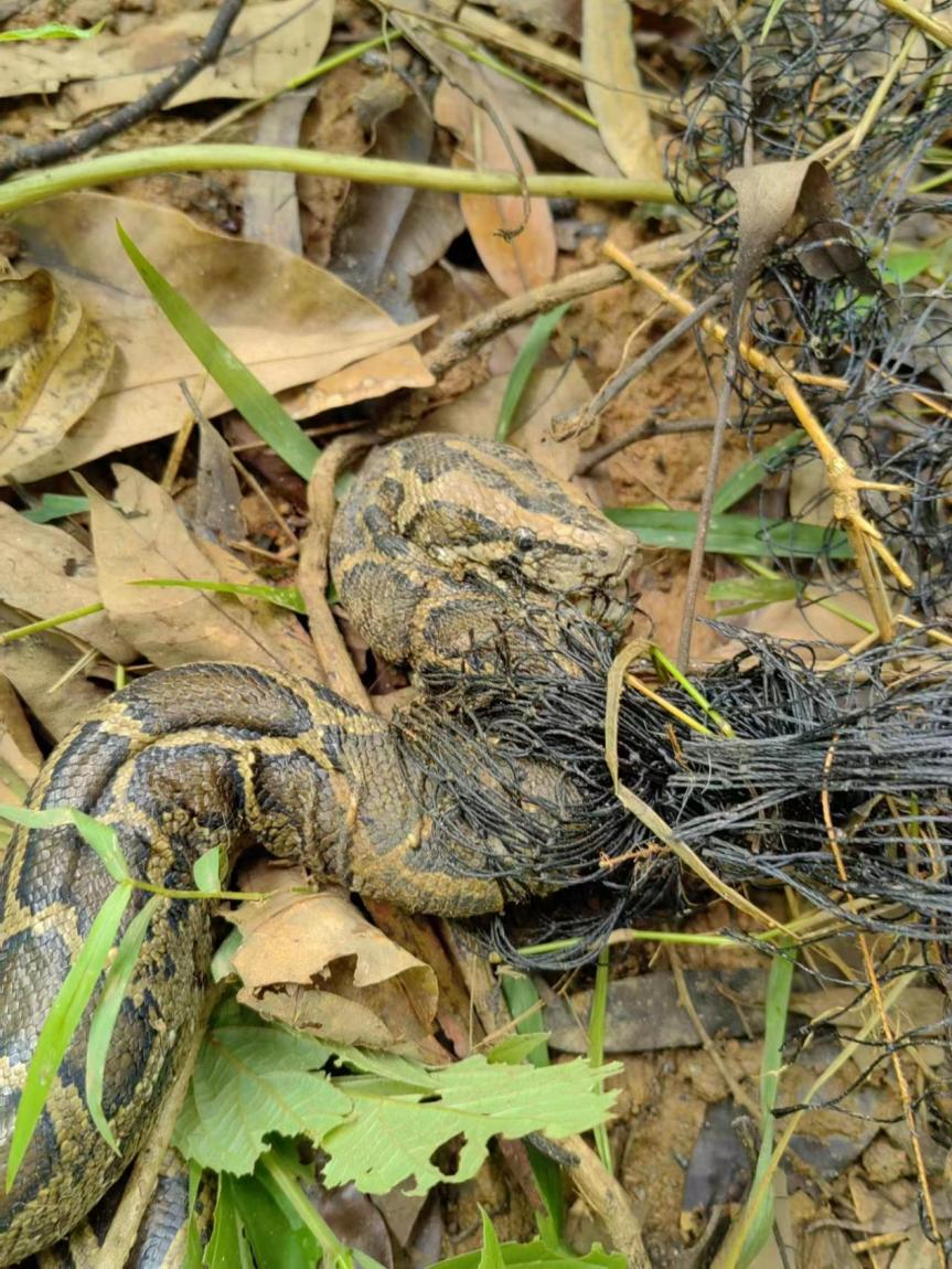 梦境中的追逐，解析梦到被蟒蛇追的深层含义