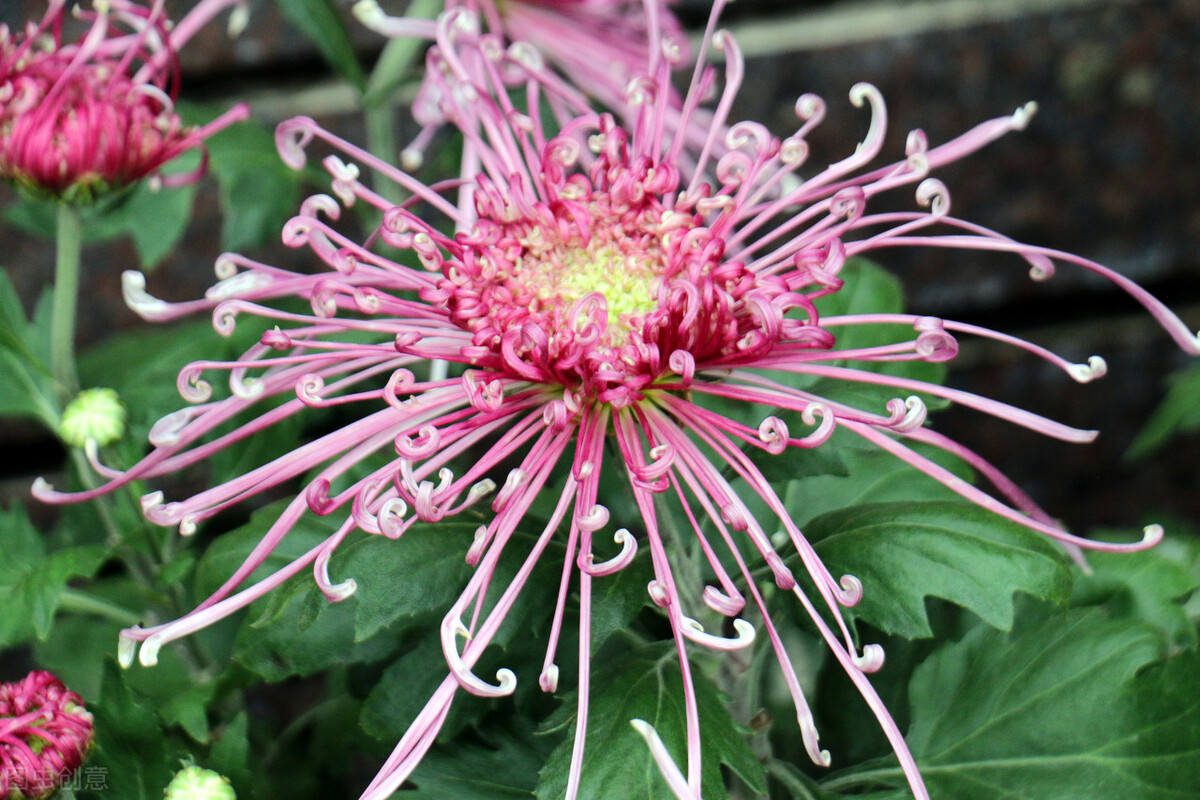 常梦见虫子在自己身上，潜意识中的隐喻与心理解析