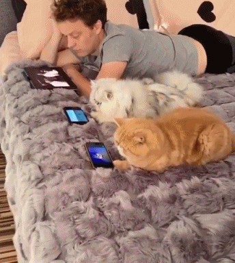 孕妇梦见一颗漂亮的树，寓意与解析