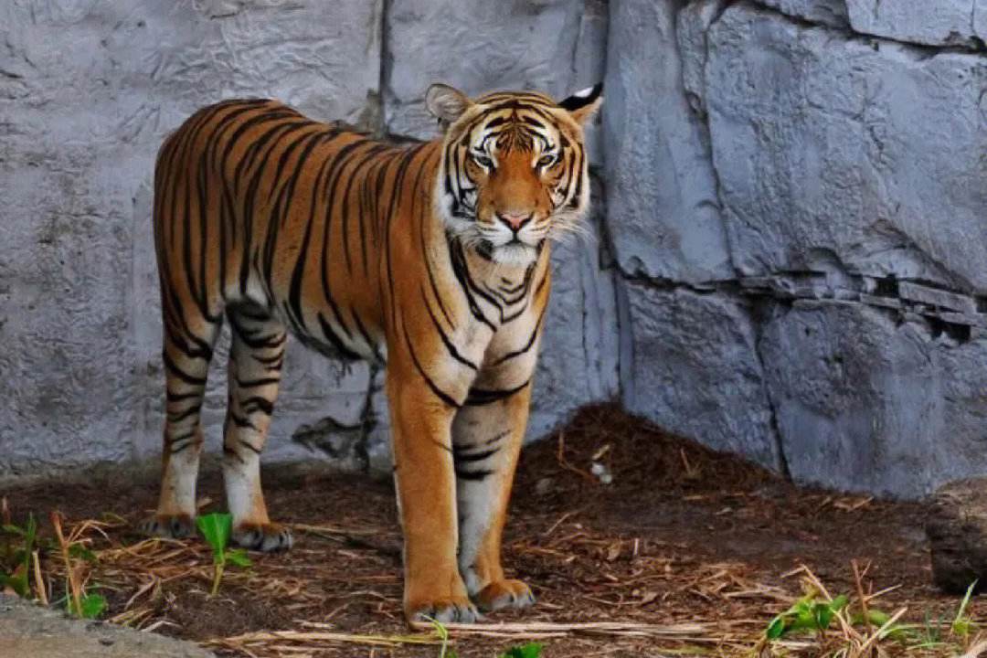 小孩梦见老虎，梦境深处的勇气与成长启示