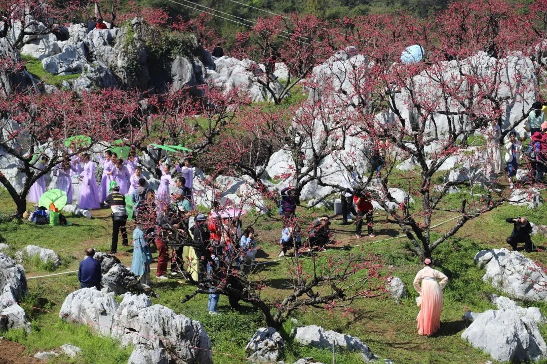 梦境的丰饶象征，解析梦见好多桃树结了好多桃子的深层含义