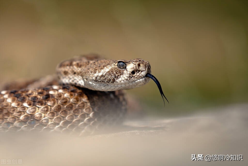 梦境解析，枕边惊现半条蛇与小鼠的预兆