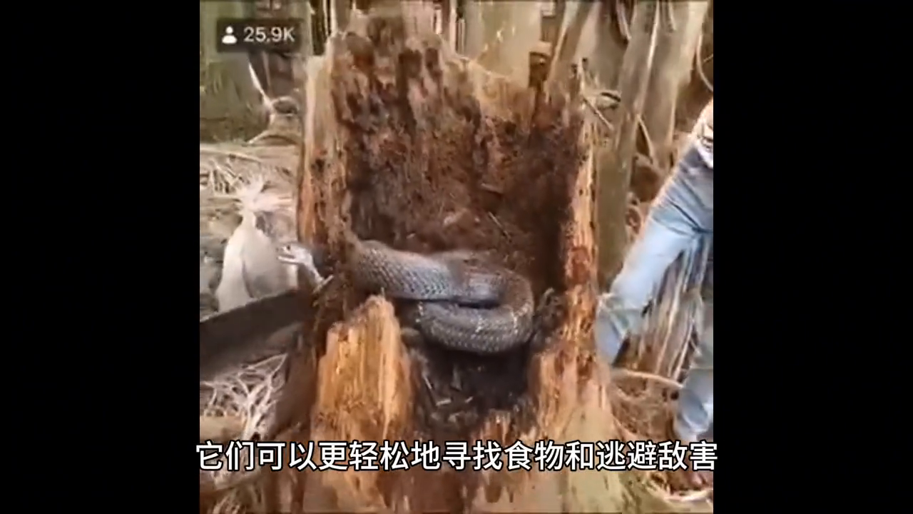 女性梦境中的灰色蛇，逃避与自我保护的象征解析