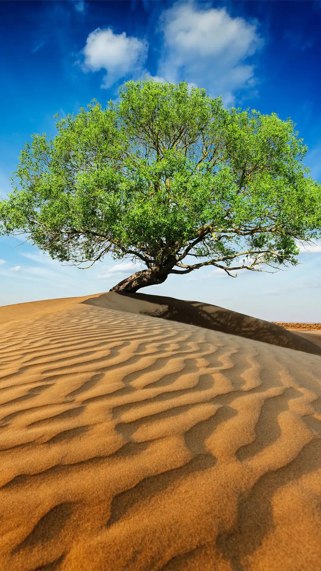 树之美，一棵树在森林里就是绿化，在沙漠里就是希望（壁纸）