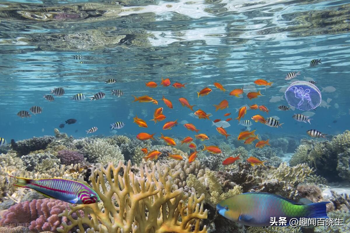梦境探秘，昨晚梦见鱼群畅游于清澈水域，解锁未知品种的奇妙之旅