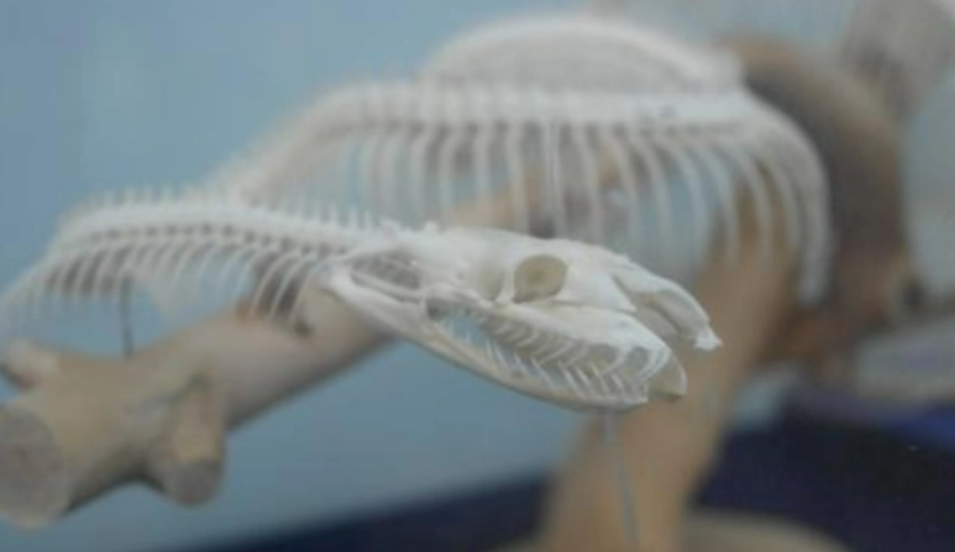 梦魇边缘的温柔咬痕，解析梦见蛇咬腿而不感疼痛的深层含义