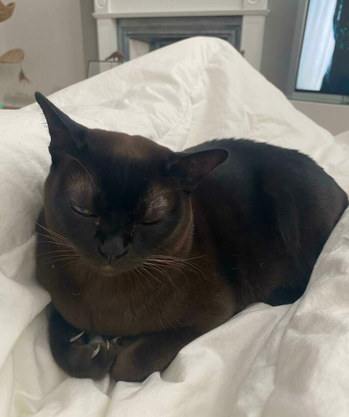 昨晚梦到猫被我杀死，梦境背后的深层含义与解析