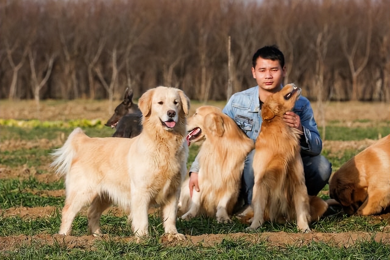 解析梦境，梦到被狗咬但成功将其打死意味着什么？