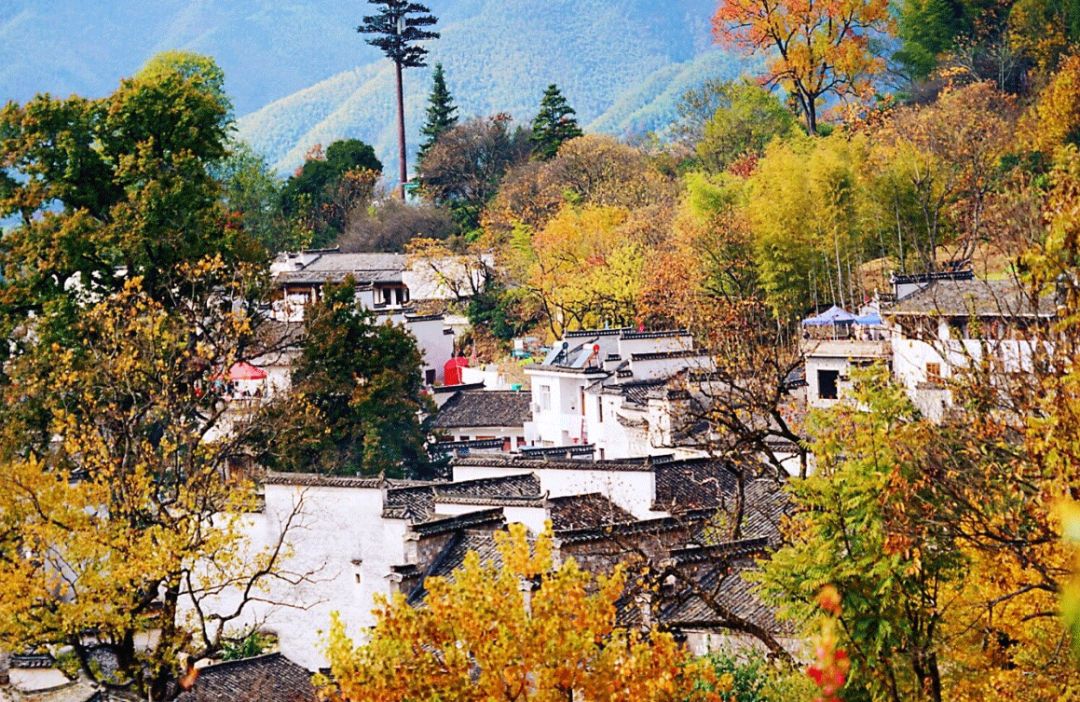 梦境的甜蜜预兆，梦到柿子生了个女孩，寓意与解析