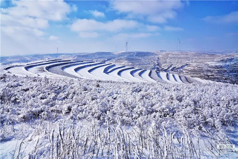 梦到人树，探寻梦境中的神秘符号与深层含义