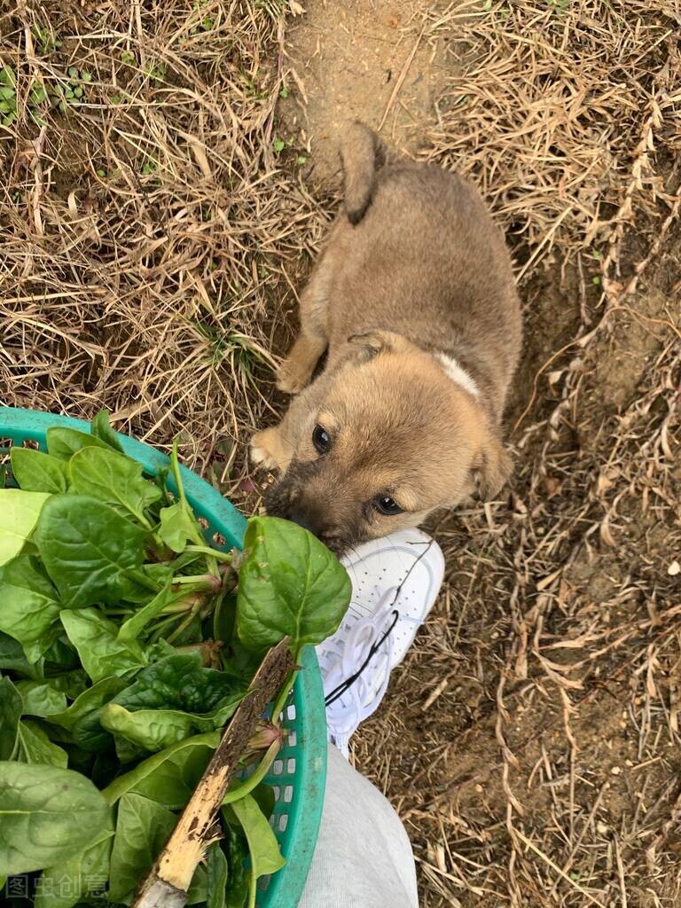 连续四梦，解密养犬意外之梦的深层含义