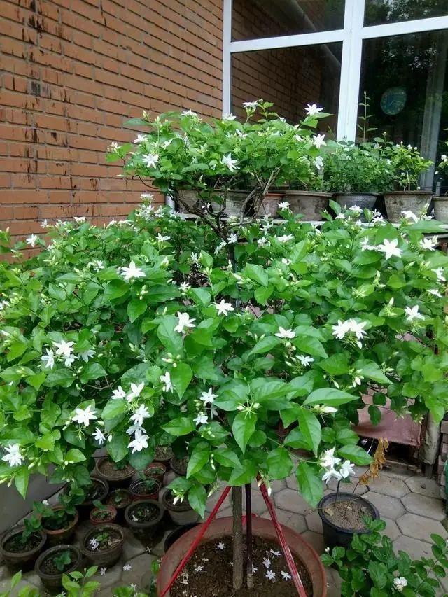 茉莉花茶的十款精选——揭示花茶品牌的天花板