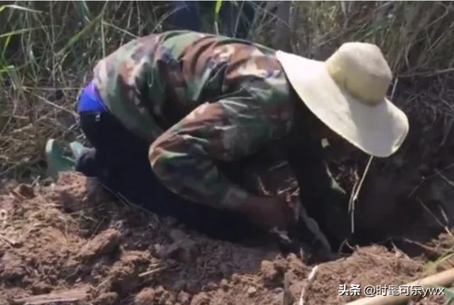 解梦，梦到朋友被蛇咬死