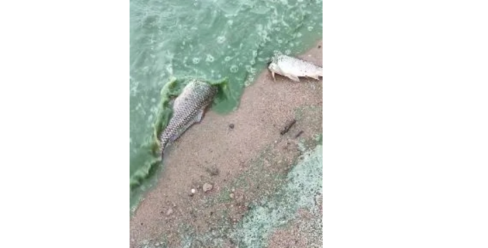 女人梦到捞到很多无头死鱼，深层次的心理解析与启示