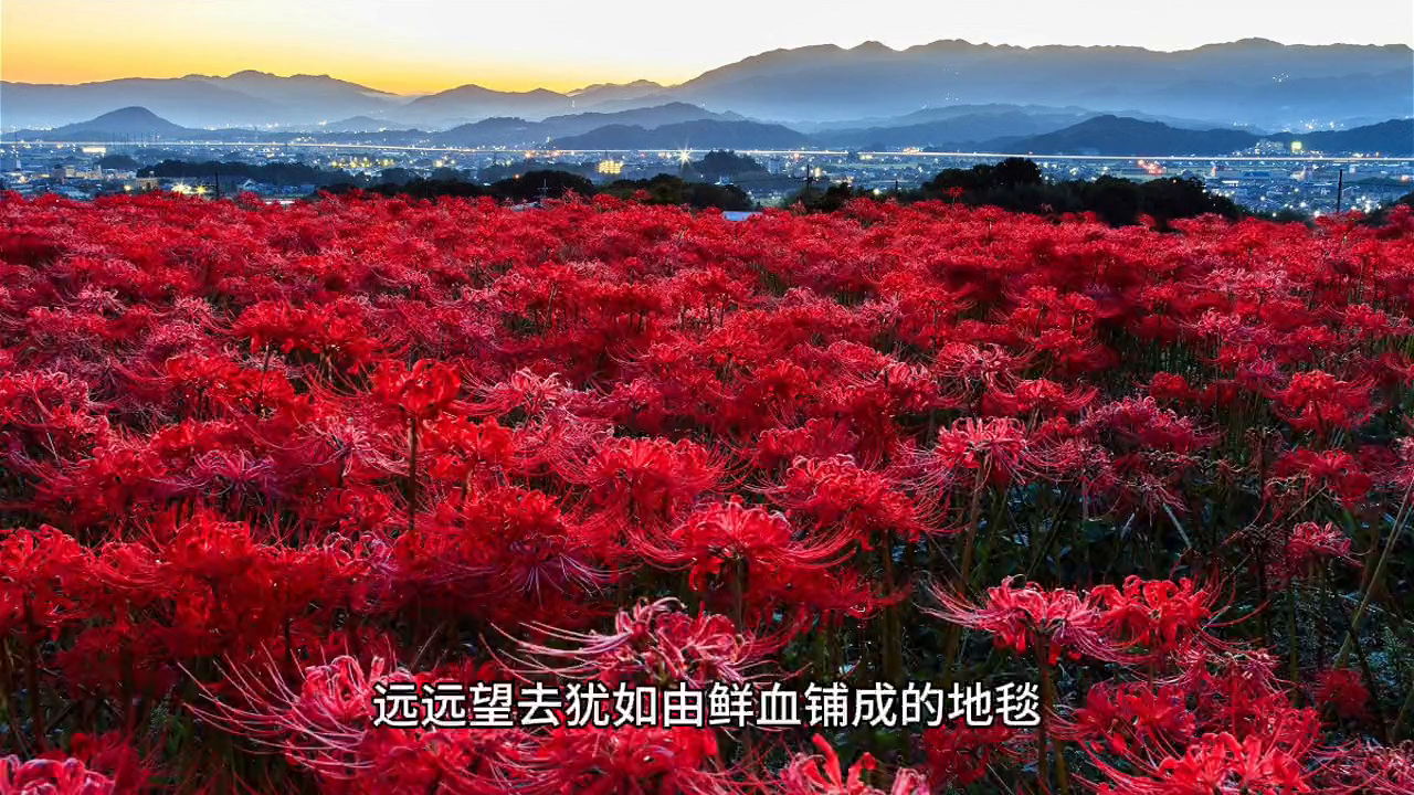 梦回彼岸，寻求大家帮忙解梦——往生不久的父亲之谜