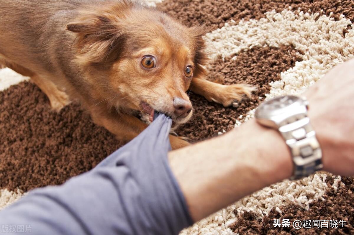 梦境解析，我梦到自己被狗咬了一下没流血——深层含义与心理暗示