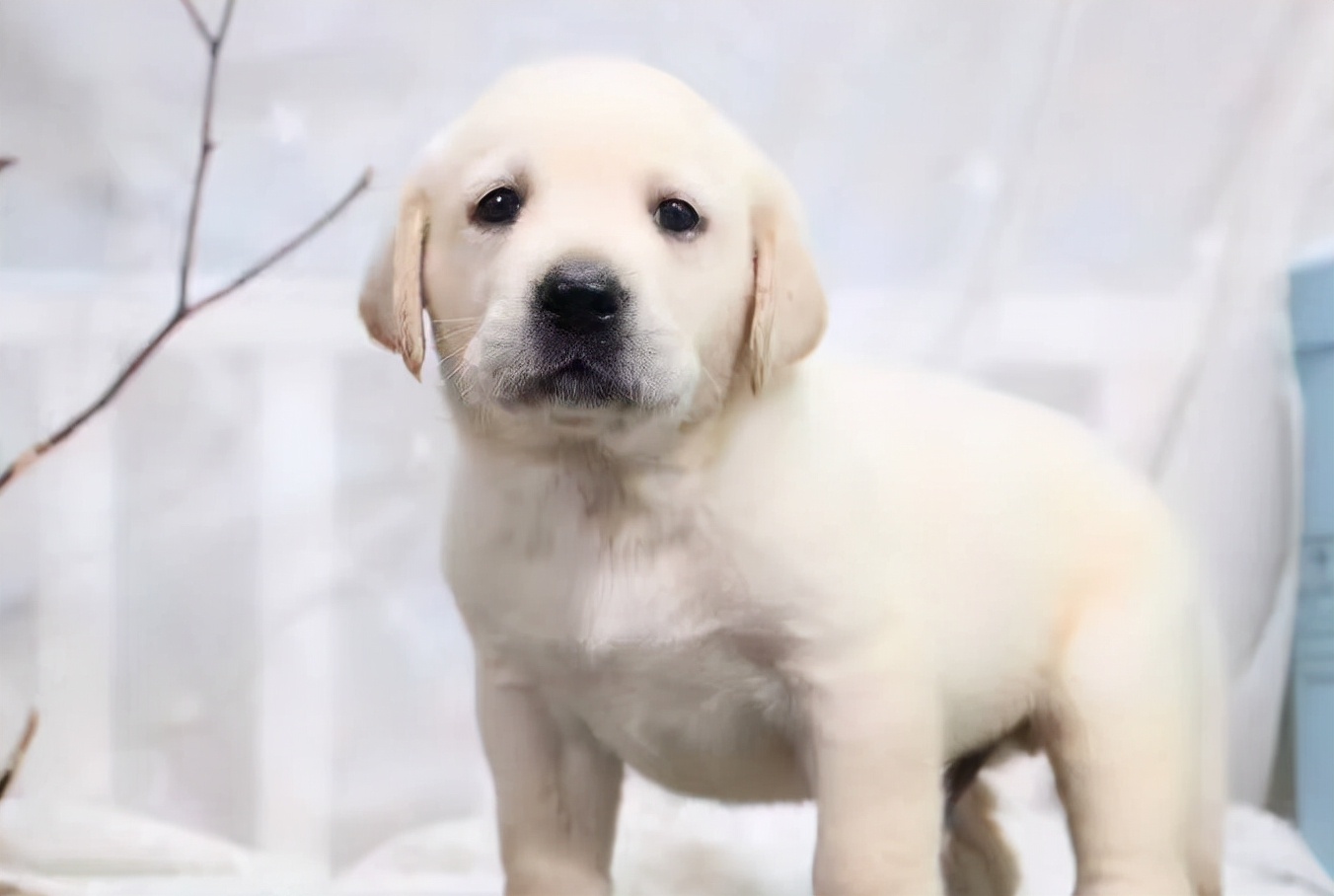 连续不断地做梦梦到一个人，潜意识深处的呼唤与情感映射