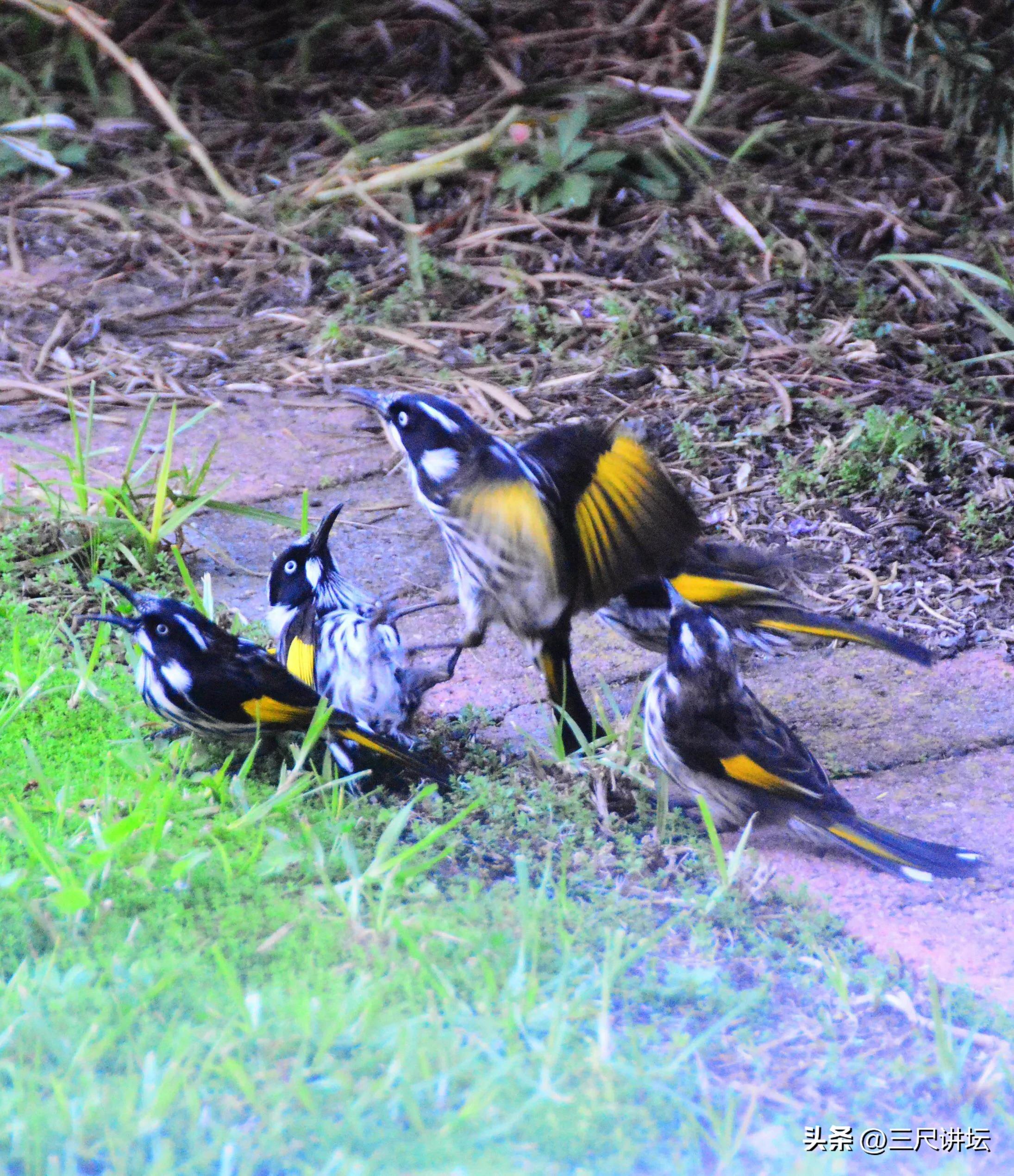周公解梦，梦见鸟打架的深层含义与预兆