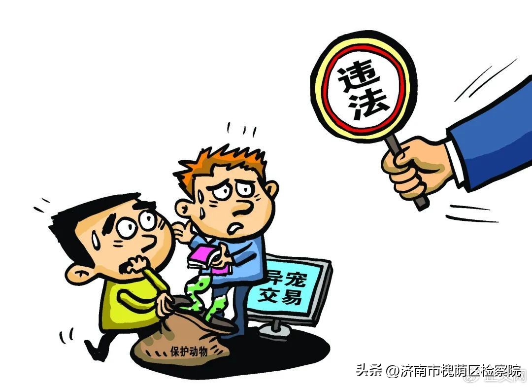 白天做梦梦见猫狗狐狸，解析梦境背后的深层含义与情感