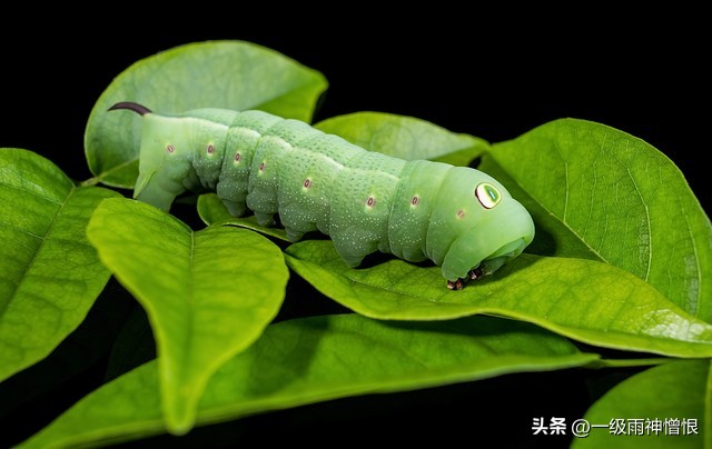 梦见鼻子里拔出一根长头发并流血，探索梦境背后的深层含义