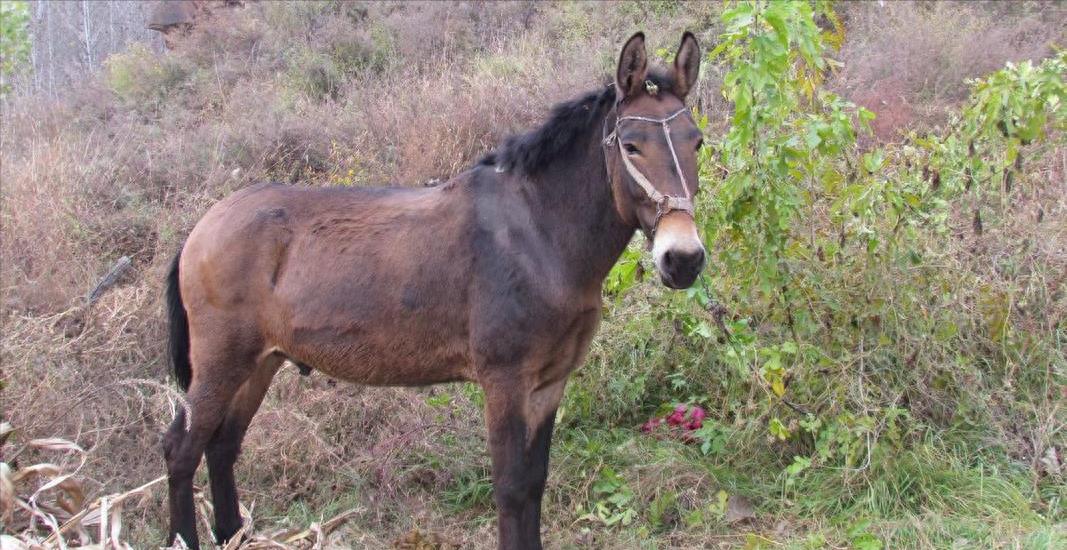 梦的启示，生育之梦的深层含义与个人成长之旅