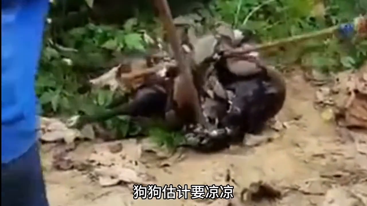 梦见蟒蛇缠住别人我把那个人救了，解读梦境中的象征与深层含义