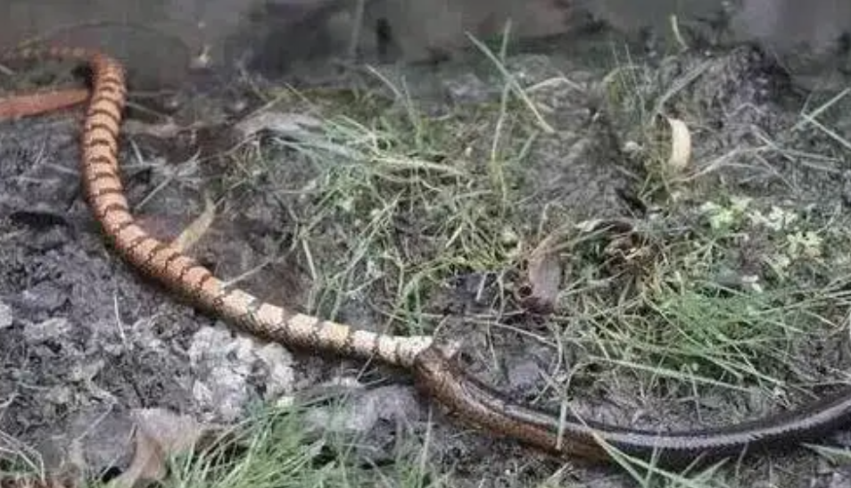 梦中小蛇大蛇连环追咬，红色、黄色与褐色的潜意识密码