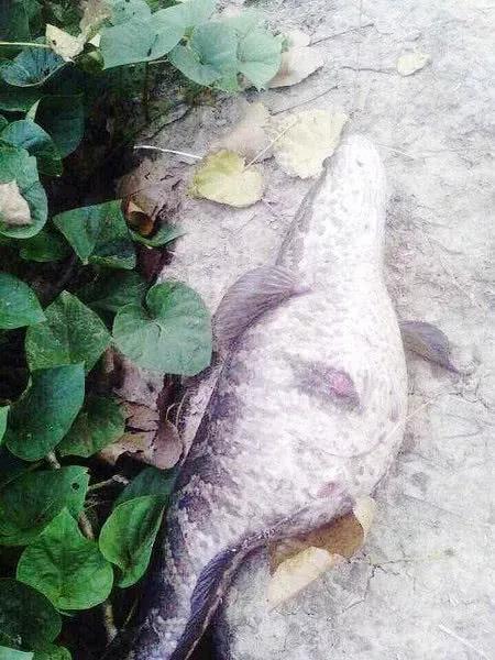 梦境迷思，晚上做梦梦到蛇和鱼在水里然后又被人杀死了是什么意思？
