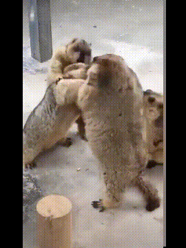 梦境的启示，解析梦见和两个兄弟杀了好多人的深层含义