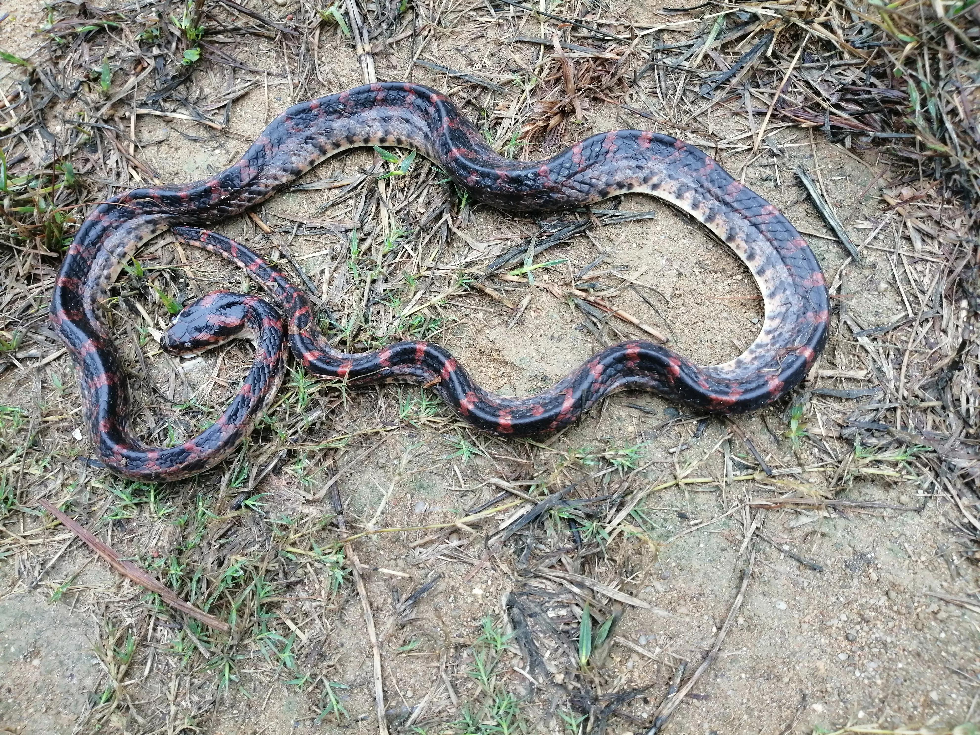 梦境解析，做梦梦到自己拿了一条死蛇