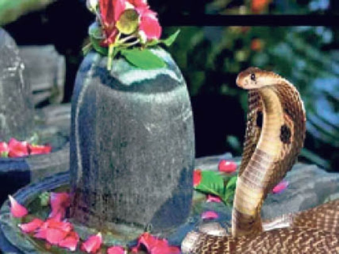 梦境迷雾，解密梦见很多蛇在水边绕着我走，自称我是龙王的女人的深层含义