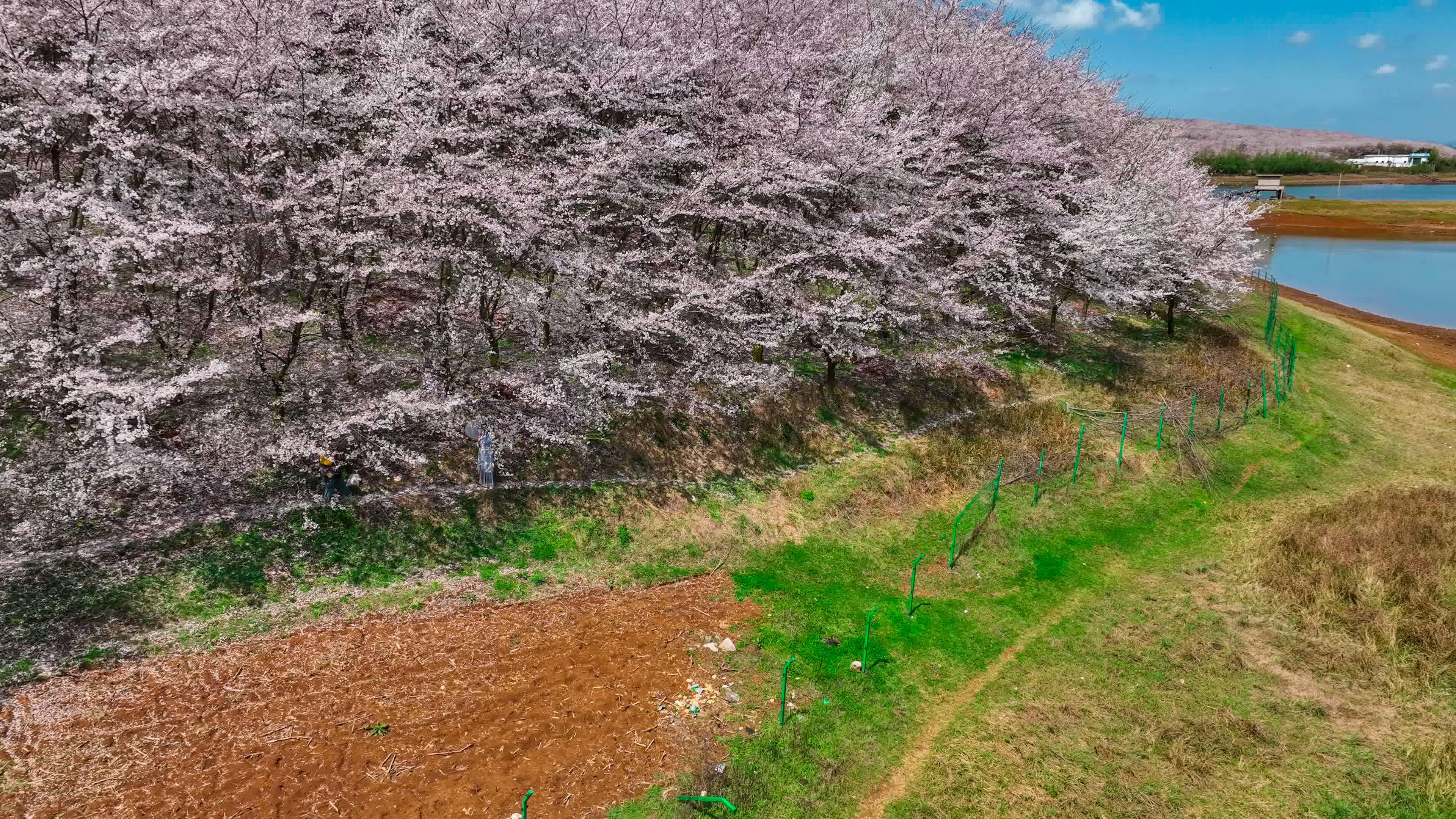 梦境交织，妹妹婚礼与奶奶离世之谜