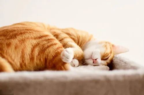梦境解析，梦见多猫与猫咬的预兆探索