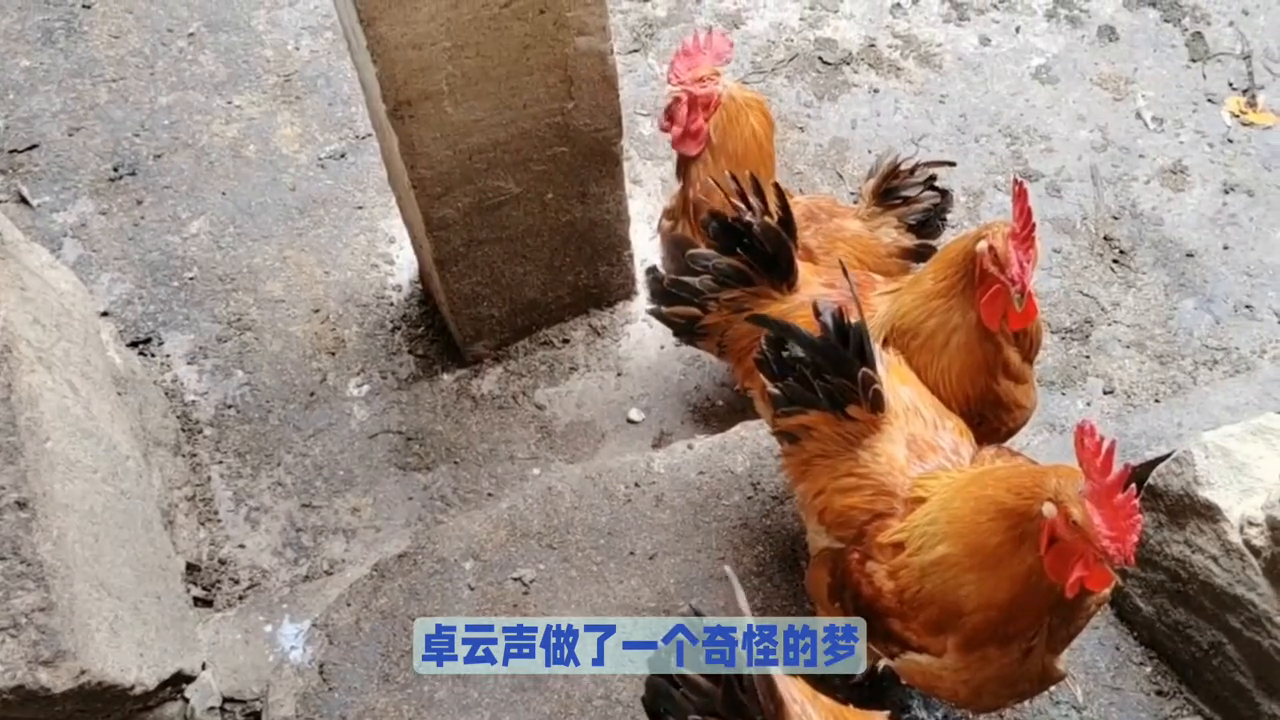 梦境解析，公鸡在老妈前额上撕肉带血的寓意与象征