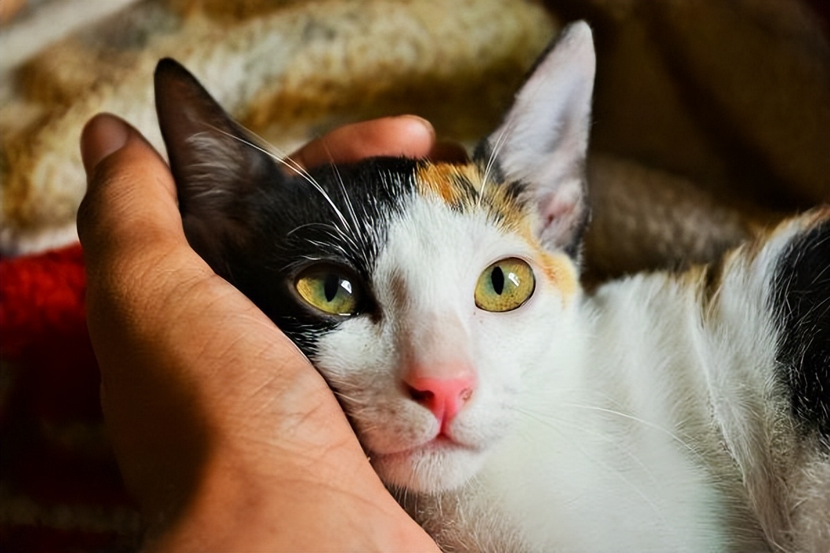 梦境中的温馨捕猎，解析梦到抓小猫和小狗的深层含义