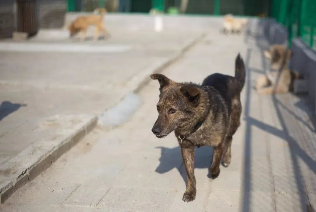 梦见吵架了的情人来示好，情感纠葛与内心和解的预兆