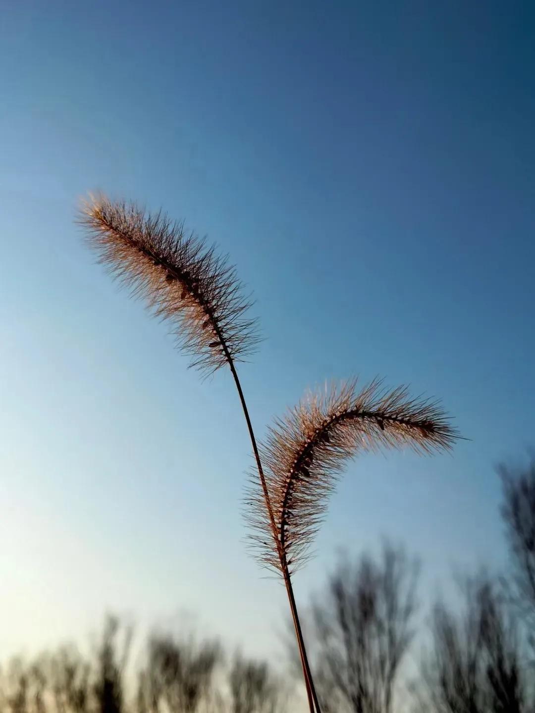 梦回往昔，梦到去世的老人回了家，是思念的呼唤还是灵魂的归途？