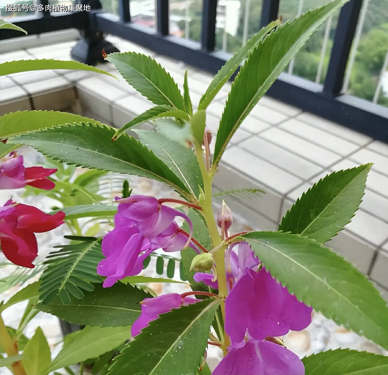 从养蛇一夜到夜夜蛇梦，一次意外经历与心理解梦之旅