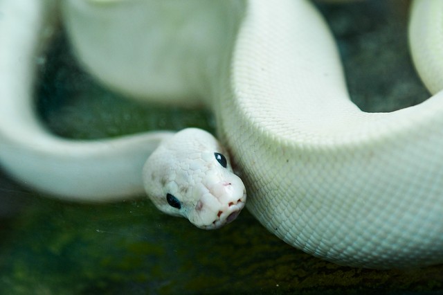 梦境中的蜿蜒情感，梦见小蛇与男友的温柔拥抱