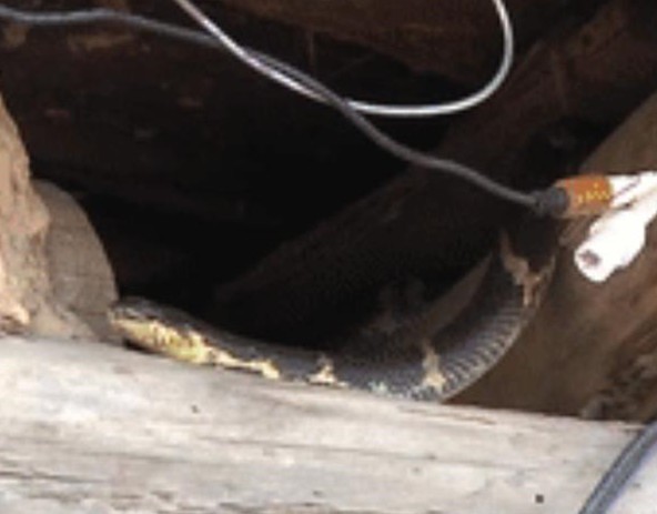 梦境解析，打死大蛇后的小蛇群咬——探索潜意识中的自我成长与挑战