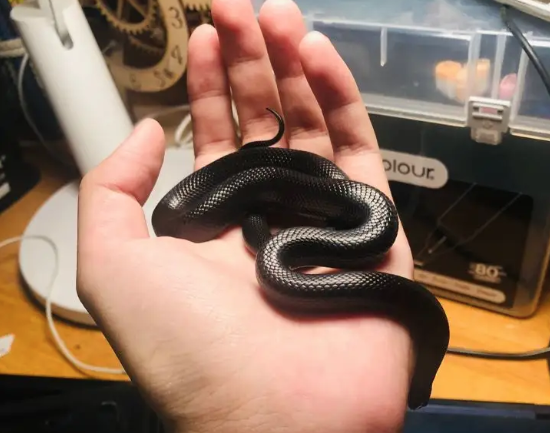 梦境迷雾，解析梦见好多蛇，有两条咬伤我，有的被我打伤的深层含义