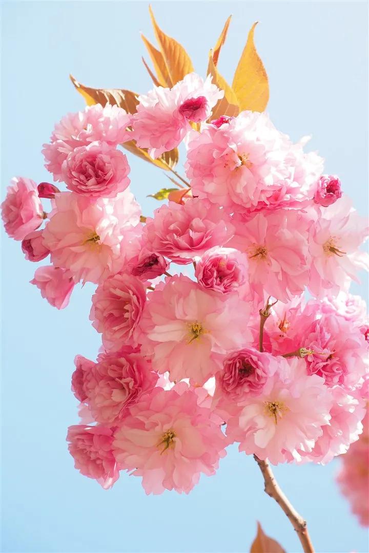 分享图片，浪漫唯美粉红色的花