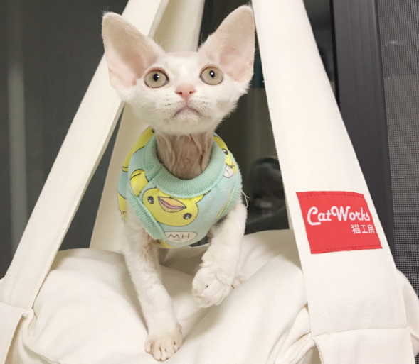 梦到猫和狗，预兆与心灵深处的对话