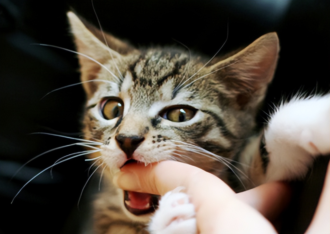 梦见被猫咬，周公解梦揭示的深层含义