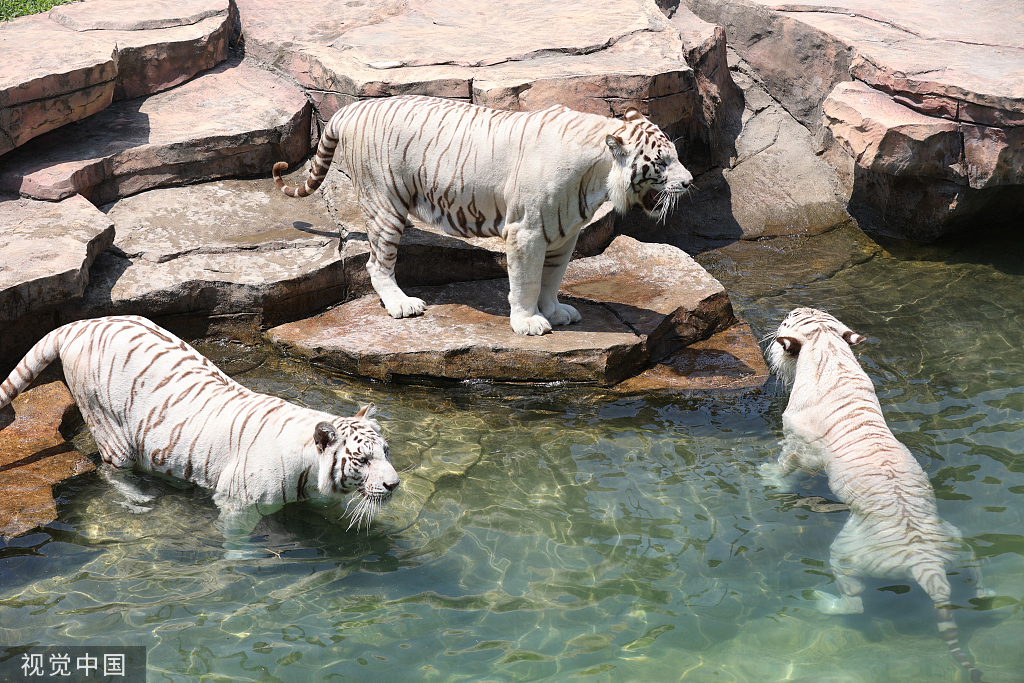 梦到白虎，迷雾中的启示与破解之道